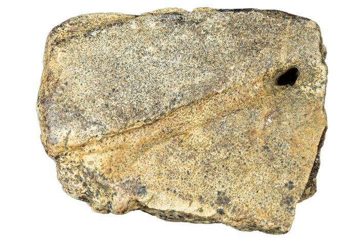 Dinosaur (Triceratops) Frill Shield Section - Montana #323826